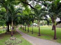 DSC 0955  L'allée des palmiers