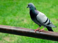 DSC 0989  Tiens un pigeon comme chez nius