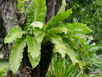 DSC 1020  Fougères parasites