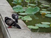 DSC 1289  Après le bain
