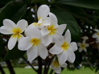 DSC 1292  Une fleur magnifique