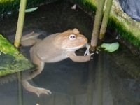 DSC 1426  Grenouille