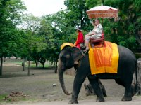 DSC 1588  L'élephant n'est plus utilisé que pour promener les touristes