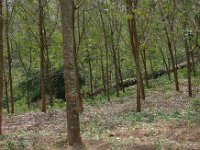 Plantation d'hévéas