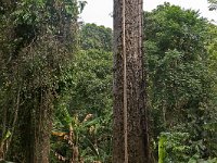 Echelles (ancienne et nouvelle) d'accès aux ruches sauvages