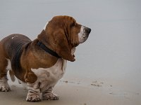 Sur la plage  Image bucolique
