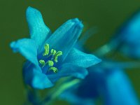 AF-F-2  Jacynthe sauvage  30x45