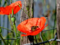 Le peuple caché des herbes folles