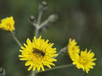 Crépide à vésicule