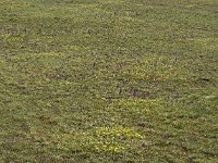 Pelouse typique du causse