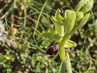 Ophrys sillonnée