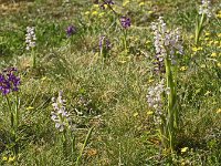Groupe d'orchis bouffon blances et violettes