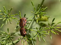 Accouplement de punaises arlequins (Pentatome rayé)