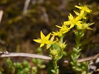 Fleurs d'orpin âcre