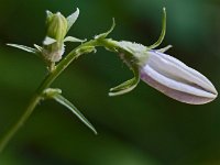 Bouton de campanule sauvage