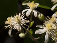 Fleurs de clématite sauvage