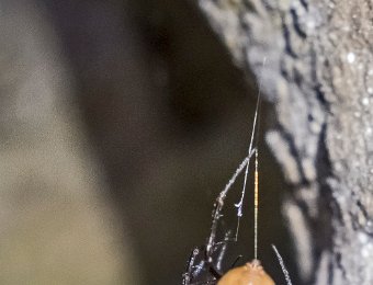 Araignée préparant son cocon  Et deux araignées