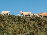 Troupeau de vaches en estive