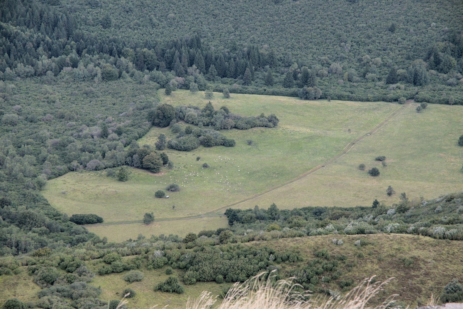 Mouton dans un paturage au pied des volcans