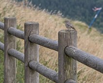 Rouge  queue noir femelle