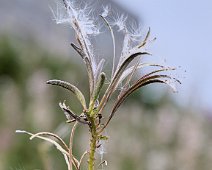 Epilobe à la fructification