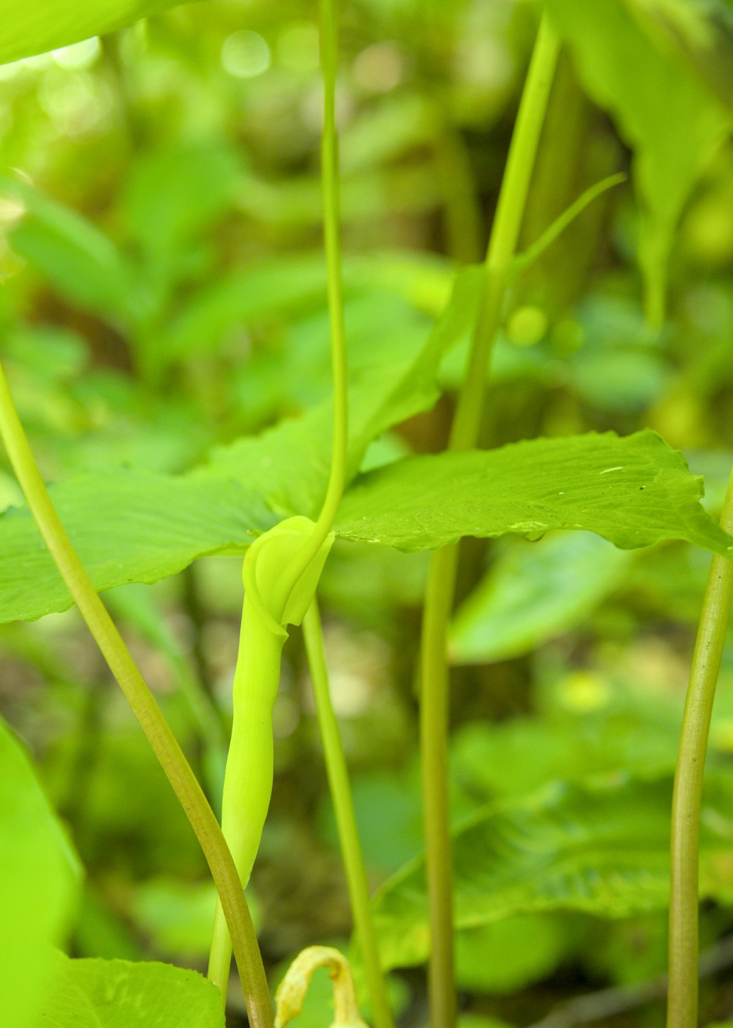 Lys cobra (Arisaema tortuosum)