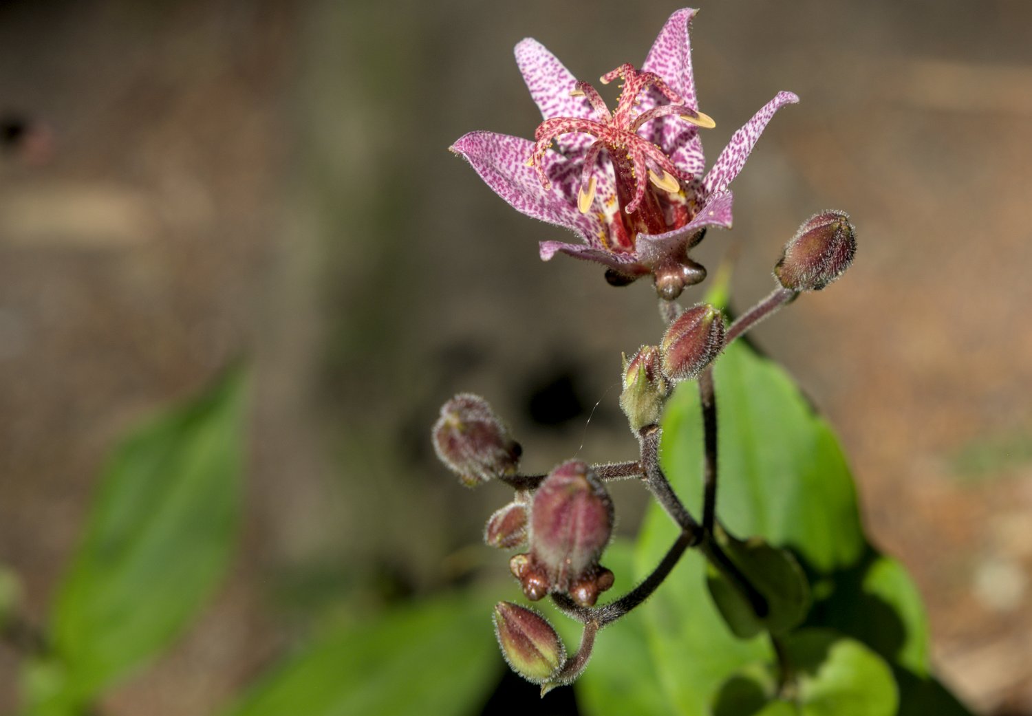 Lys de Formose (Tricyrtis formosana)