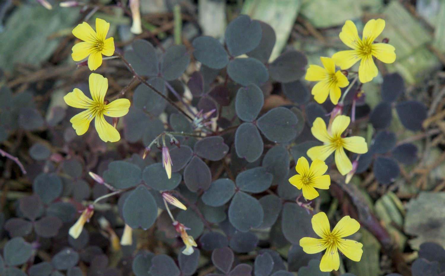 Oxalude pourpre (Oxalis spiralis)