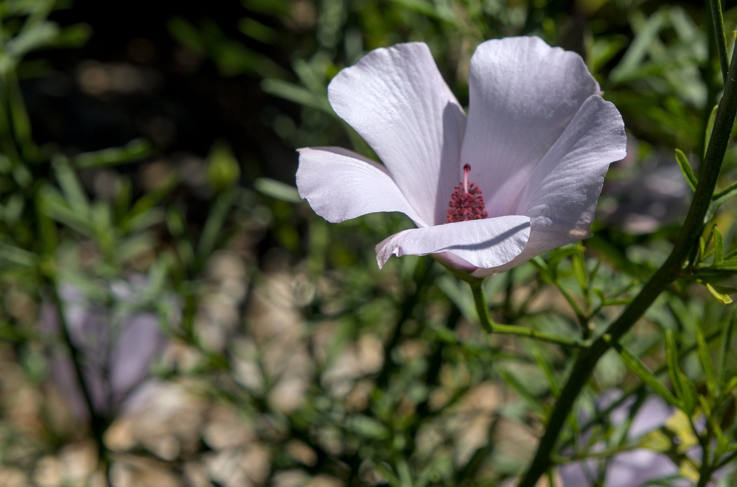 Hibiscus bleu (Alyogyne hakeifolia )