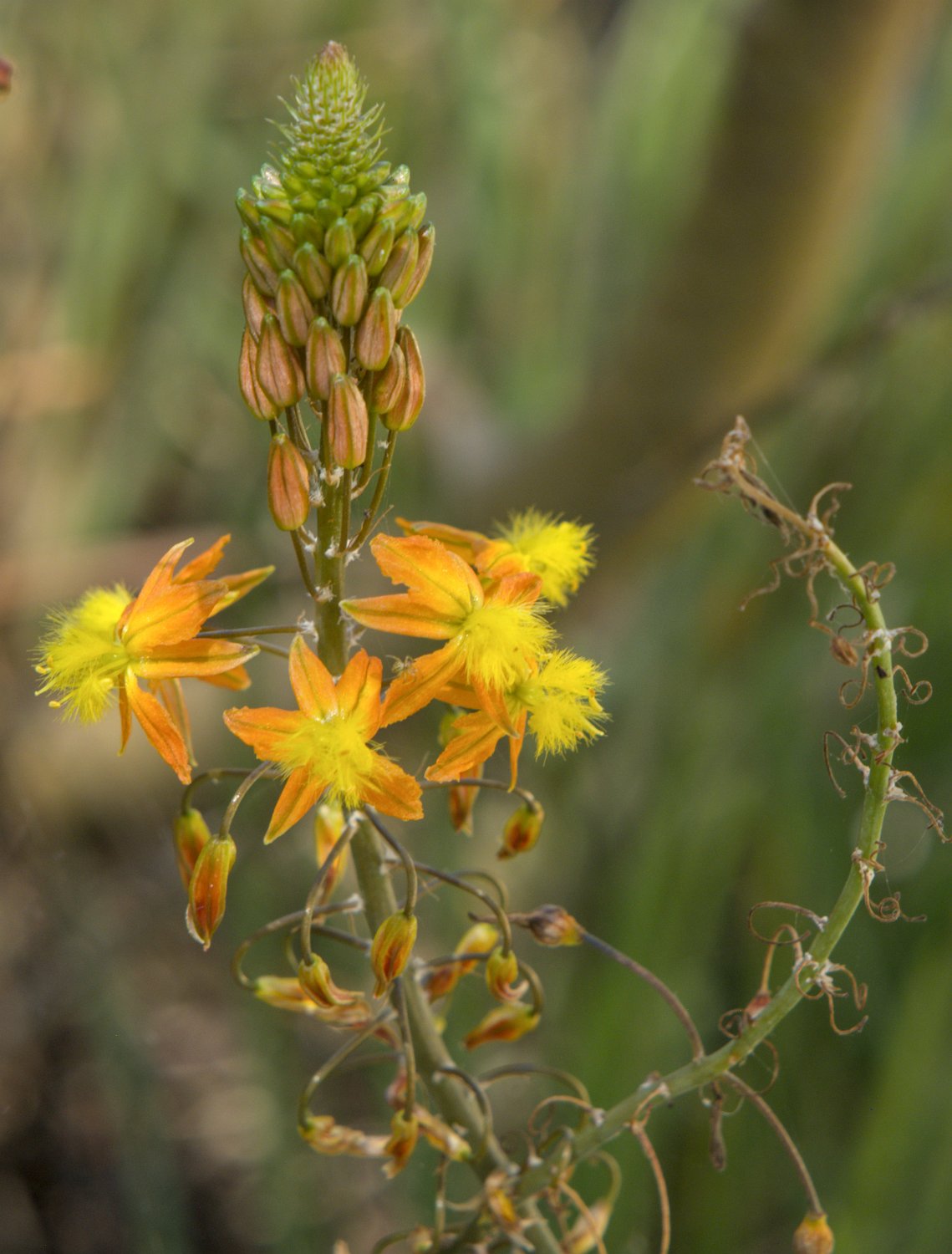 Bulbine jaune (Bulbine frutescens)