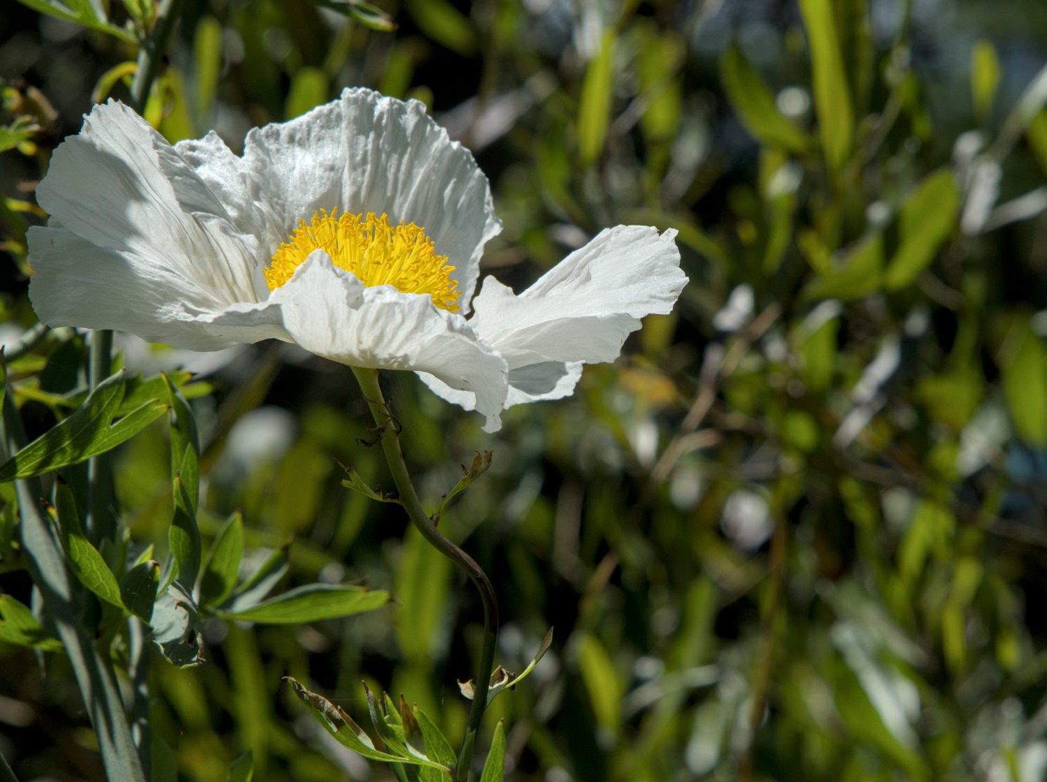 Pavot en arbre (Romneya coulteri )