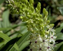 Plante ananas (Eucomis autumnalis)