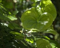 Plante non identifiée