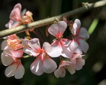 Plante non identifiée
