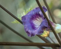 Plante non identifiée