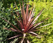 Cordyline (Cordyline australis)