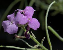 Giroflée de Madère (Matthiola maderensis)