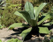 Agave de Salm (Agave salmiana Otto )