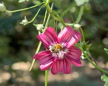Lavatère mauve de l'ile (Malva  assurgentiflora)