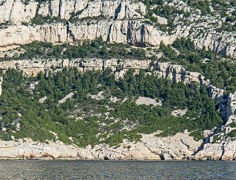 Colonisation par les pins d'Alep  La végétation se développe essentiellement dans les zones d'éboulis, dans les failles et les fissures qui concentrent l'humidité