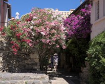 Lauriers roses et bougainviller
