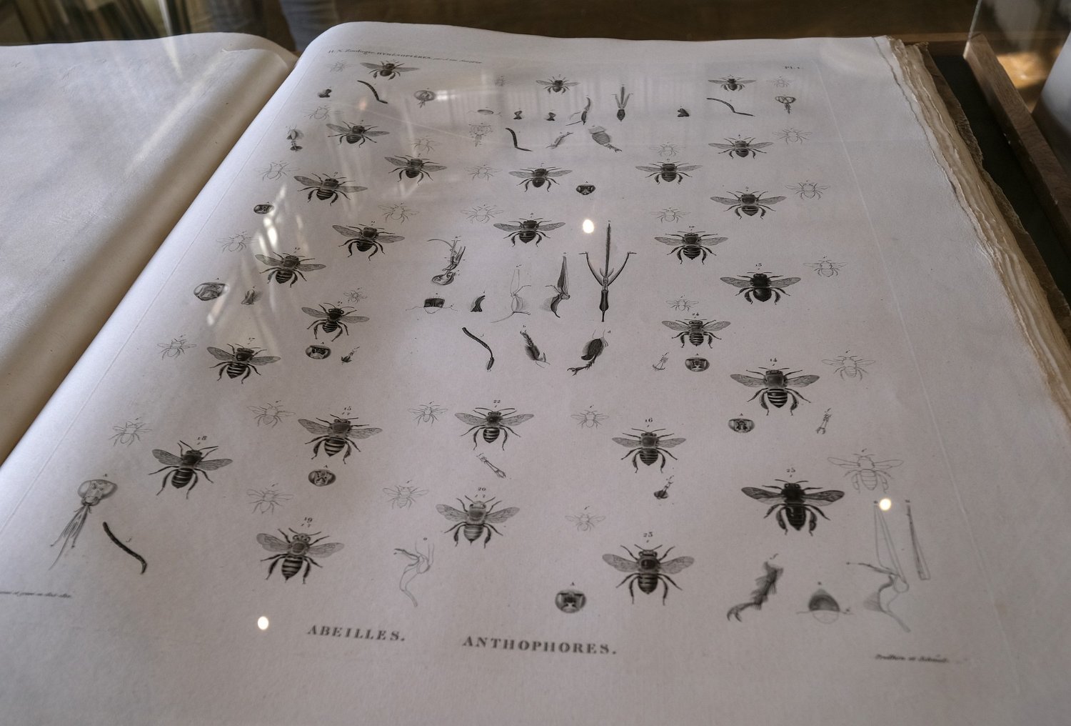 Livre d'entomologie