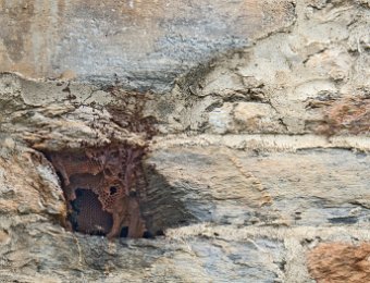 Ruche dans le mur