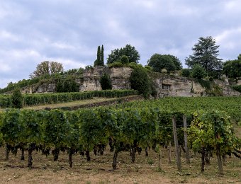 Vignes au pied de Saint Emilion