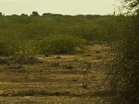 Gazelle dans le désert du Thar