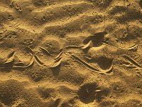 Empreintes de serpents et de bousiers