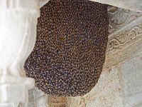Ruche sauvage dans le temple Jaïn de Ranakpur