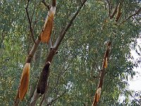 Ruches sauvages dans un arbre