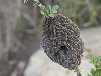 Habitat d'insecte ou d'animal non identifié