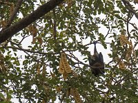 Roussette dans un arbre entre Ranakpur et Udaipur  Chauve souris géante d'Inde